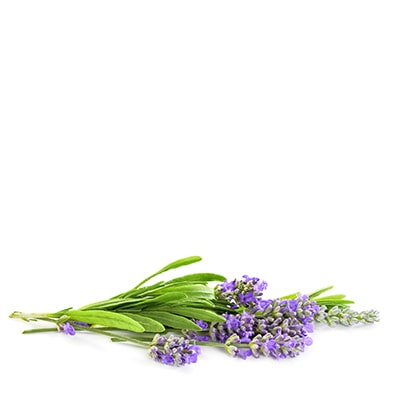 Zutat: Lavendel. Bio-Qualität und ohne Zusatzstoffe